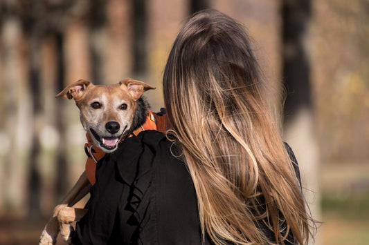 How do I brush my pet's teeth?