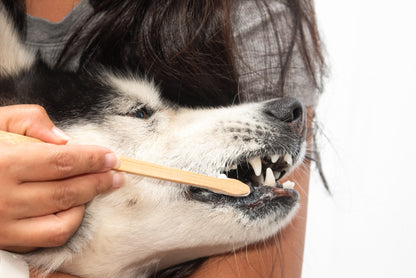 How do I get my dog used to tooth brushing?