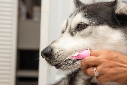 my dog will not let me brush his teeth